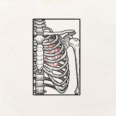 a drawing of a rib cage with the ribs exposed