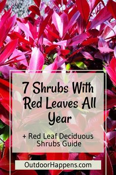 red leaves with the text 7 shrubs with red leaves all year