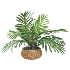 a plant in a wicker basket on a white background