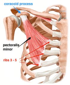 the muscles are highlighted in this diagram