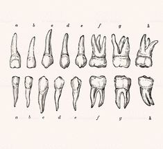 the stages of dental procedure for teeth and gums stock photo - all images are in separate layers