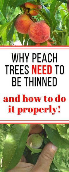 peaches growing on the tree with text overlay that reads, why peach trees need to be thinned and how to do it properly