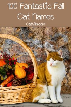 an orange and white cat sitting next to a basket filled with autumn leaves, pumpkins and gourds