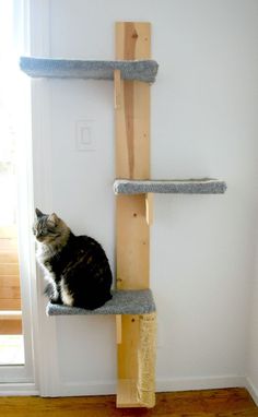 a cat sitting on top of a scratching board