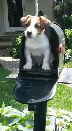 a puppy is sitting in a mailbox outside