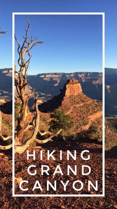 the grand canyon with a tree in the foreground and text that reads hiking grand canyon