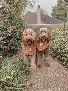 two brown dogs standing next to each other in front of bushes and shrubbery on a sidewalk