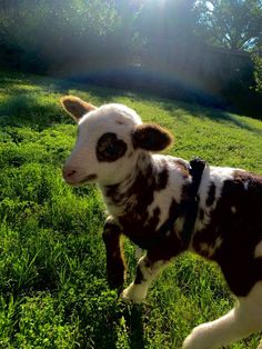 a brown and white baby goat running in the grass with sun shining on it's face