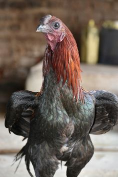 a close up of a rooster on the ground