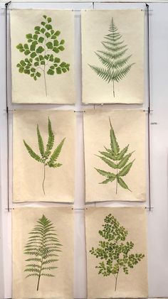 four different types of green plants are on display in a white room with papers taped to the wall