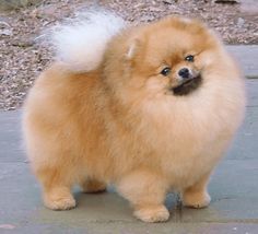 a small brown dog standing on top of a sidewalk