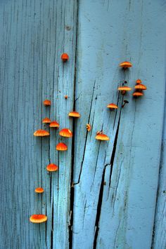 small orange mushrooms growing out of the side of a blue building with peeling paint on it