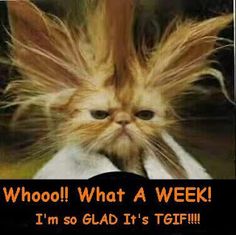 a cat with its hair blowing in the wind and captioning, whoo what a week? i'm so glad it's t's tell