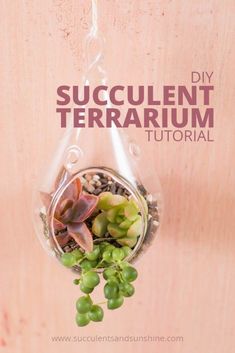 a succulent terrarium hanging from a wooden wall with text overlay that reads diy succulent terrarium