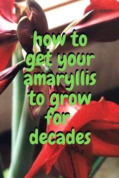 red flowers with the words how to get your amaryllis to grow for decades