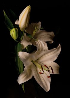 white lilies in a vase on a black background