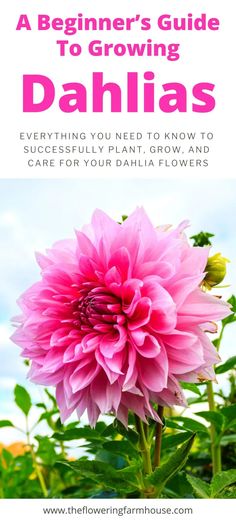 a pink flower with the title, a beginner's guide to growing dahlias everything you need to know to care for your dahlia flowers