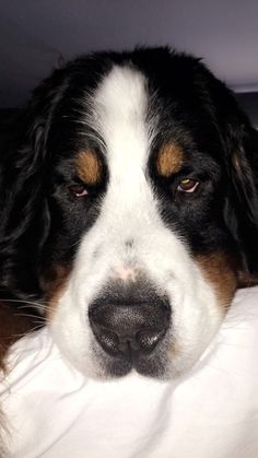 a close up of a dog laying on a bed