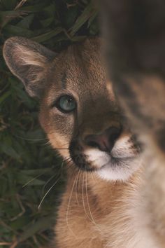 a close up of a cat with blue eyes looking at something in the distance and greenery behind it