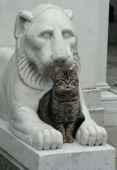 a cat sitting next to a statue of a lion