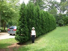 a woman standing next to a tall green hedge