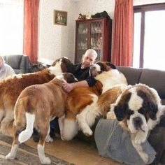 a woman sitting on top of a couch next to three large brown and white dogs