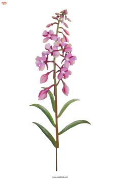 Add Color to Your Garden Fireweed Flower, Wildflower Decor, Garden Flower Beds, Flower Picks, Floral Picks, Botanical Artwork, Hand Painted Decor, Painted Flower