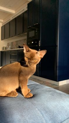 a cat sitting on top of a couch in a kitchen