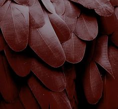 a close up view of the back side of a red parrot's wing feathers