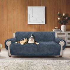 a dog laying on top of a blue couch in a living room next to a white rug