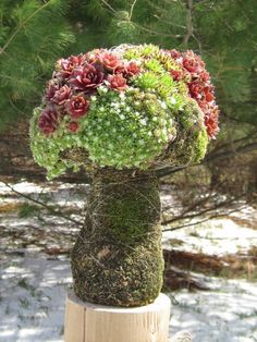 a moss covered mushroom sitting on top of a wooden post next to a pine tree