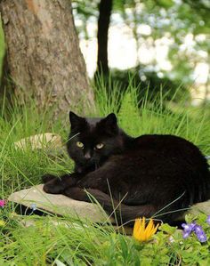 a black cat laying in the grass near a tree