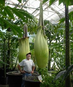 a man standing next to two large green plants in a room filled with lots of greenery