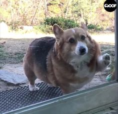 a brown and white dog standing in front of a glass door looking at the camera