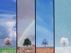 four panels with trees, flowers and a rainbow in the sky over a flower field