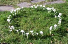 white flowers are arranged in the middle of a circle on green grass, with pavement and sidewalk behind them