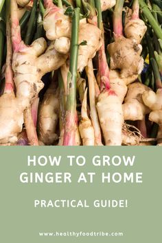 ginger at home with the title how to grow ginger at home practical guide