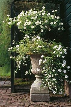 white flowers are growing out of an old urn