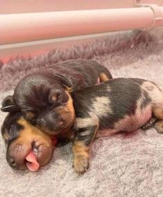 two small puppies laying on top of each other