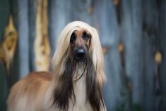 a dog with long hair standing in front of a wooden fence and looking at the camera