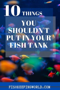 colorful fish swimming in an aquarium with the words 10 things you shouldn't put in your