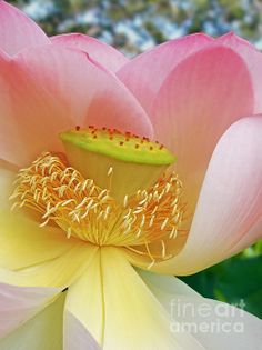 a large pink flower with yellow stamens