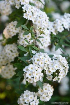 white flowers are blooming on the tree