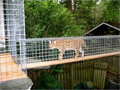 a cat walking across a wooden bridge in the woods with caged enclosures on it