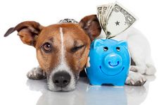 a dog laying next to a piggy bank with money in it's mouth