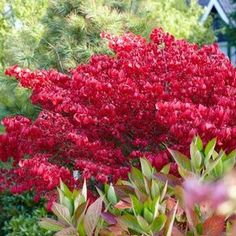 red flowers are blooming in the garden