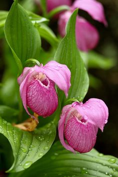 some pink flowers with green leaves and water drops on the ground in front of them