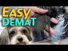 a dog getting its hair brushed by a person with the words easy dermat written on it