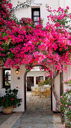 pink flowers are growing on the outside of a house