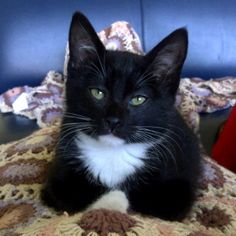 a black and white cat sitting on top of a blanket